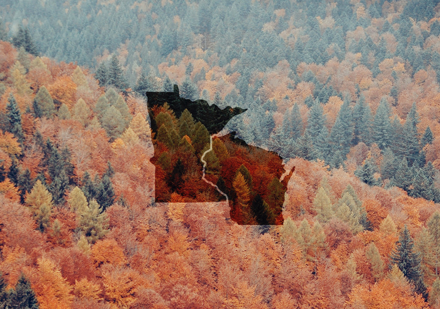 Chocolate Coconut Delights