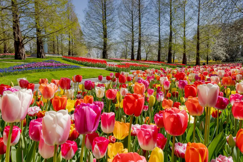 Orange City Tulip Festival